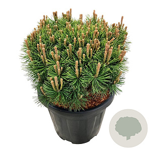 Pinus mugo 'Mops' 30-40 cm 15L