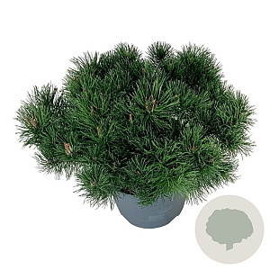 Pinus mugo pumilio 40-50 cm 6L