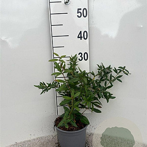 Berberis julianae 30-40 cm 2,0L