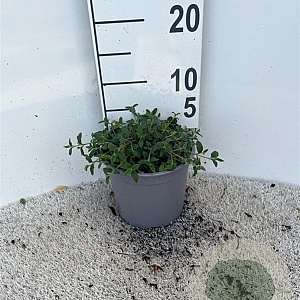 Cistus obtusifolius plantgoed 2,0L