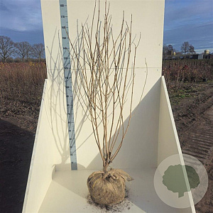 Clerodendrum trichotomum fargesii 100-125 cm met kluit meerstammig