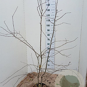 Crataegus monogyna 150-175 cm 7,5L Gestokt