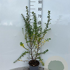 Escallonia 'Apple Blossom' 40-50 cm 2,0L