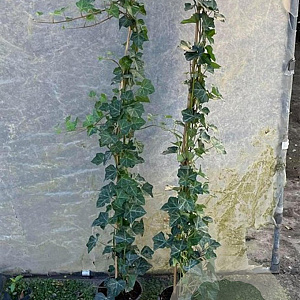 Hedera hibernica 100-125 cm 2,0L