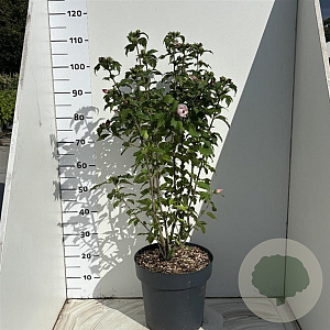 Hibiscus syr. 'Red Heart' 80-100 cm 12L