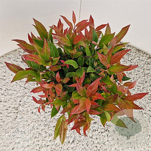 Leucothoe 'Zeblid' 30-35 cm 2,5L