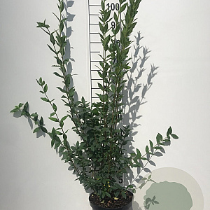 Ligustrum vulgare 100-125 cm 5,0L