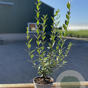 Ligustrum vulg. 'Atrovirens' 30-40 cm 2,0L
