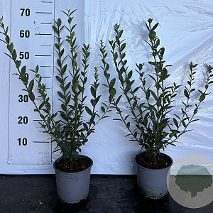 Ligustrum vulg. 'Atrovirens' 30-40 cm 2,0L