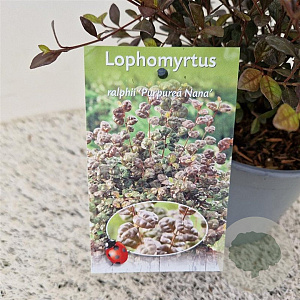 Lophomyrtus ralphii 'Purpurea Nana' 30-35 cm 2,5L