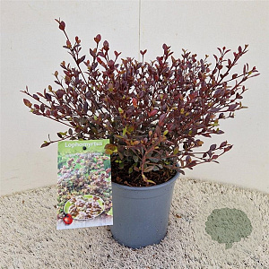 Lophomyrtus ralphii 'Purpurea Nana' 30-35 cm 2,5L