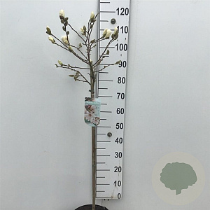 Magnolia stellata 60 cm stam 7,5L