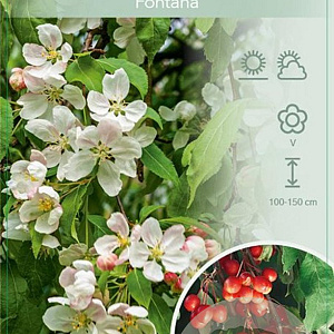 Malus 'Fontana' 120 cm stam 10L