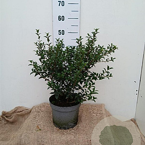 Osmanthus burkwoodii 30-40 cm 5,0L