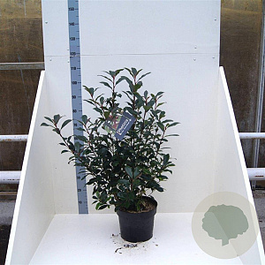 Photinia fraseri Carré Rouge 60-80 cm 10L
