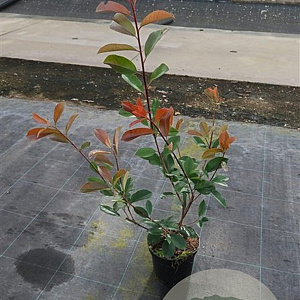 Photinia fraseri 'Red Robin' 50-60 cm 3,0L