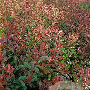 Photinia fraseri 'Red Robin' 50-60 cm 3,0L