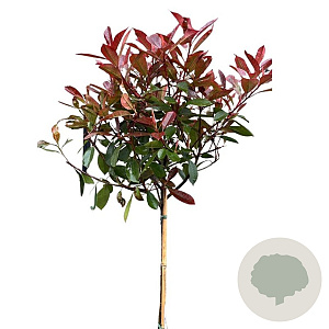 Photinia fraseri 'Red Robin' 120 cm stam 10L