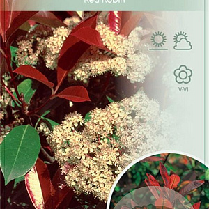 Photinia fraseri 'Red Robin' 150 cm stam 10L