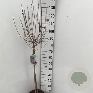Syringa meyeri 'Palibin' 90 cm stam 7,5L