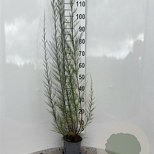 Tamarix tetrandra 60-80 cm 2,0L