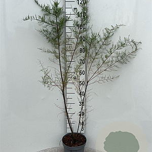 Tamarix tetrandra 125-150 cm 5,0L