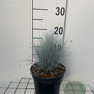 Festuca glauca 'Elijah Blue' GM 2,0L