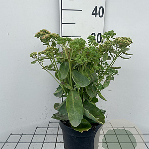 Sedum 'Herbstfreude' GM 2,0L