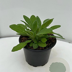 Stachys byzantina GM 2,0L