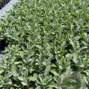 Stachys byzantina GM 2,0L