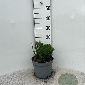 Pinus mugo pumilio 10-12 cm 5,0L