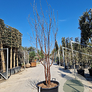 Prunus serrula 200-250 cm container meerstammig extra