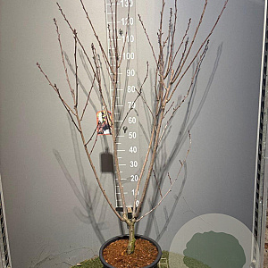 Prunus ser. 'Royal Burgundy' 125-150 cm 20L