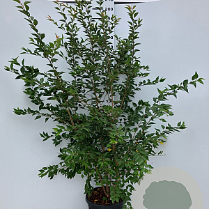 Prunus 'The Bride' 175-200 cm 35L meerstammig