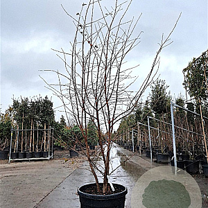 Prunus 'The Bride' 200-250 cm cont. 90L meerstammig