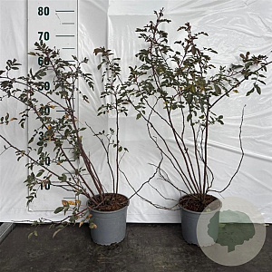 Rosa glauca 60-80 cm 2,0L