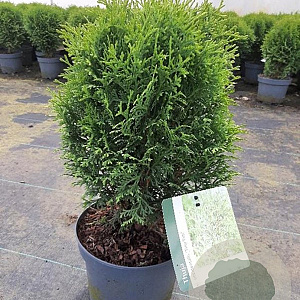 Thuja occ. 'Tiny Tim' GM C3