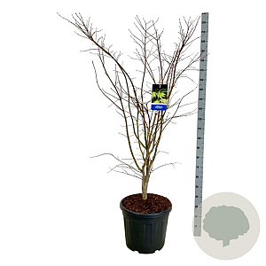 Acer Arctic Jade 150-175 cm cont. 55L extra