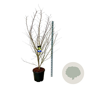 Acer Arctic Jade 200-225 cm cont. 55L extra