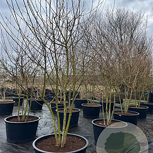 Acer campestre 300-350 cm cont. 285L meerstammig