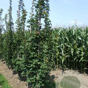 Acer campestre 'Green Column' 14-16 HO draadkluit 3 X verplant