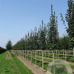 Acer campestre 'Lienco' 14-16 HO container