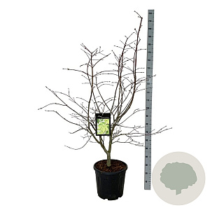 Acer japonicum 'Aconitifolium' 100-125 cm 30L extra