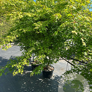 Acer palmatum 150-175 cm 20L