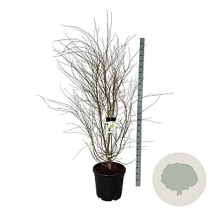 Acer palmatum 170-200 cm cont. 55L extra