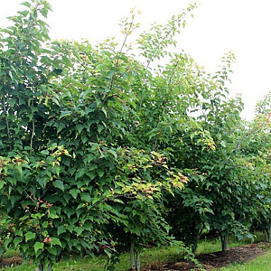 Acer rufinerve 10-12 HO container