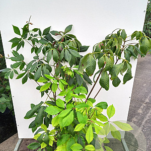 Aesculus parviflora 80-100 cm 20L