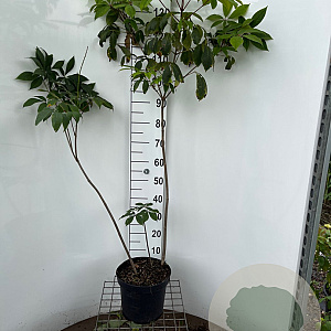 Aesculus parviflora 100-125 cm 7,5L