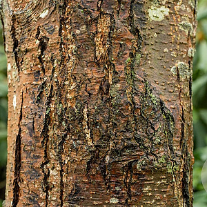 Alnus glutinosa 16-18 HO draadkluit 3 X verplant