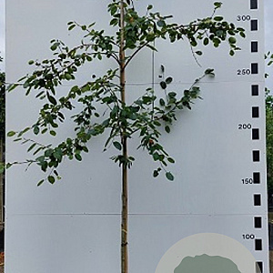 Amelanchier lamarckii 8-10 cm container